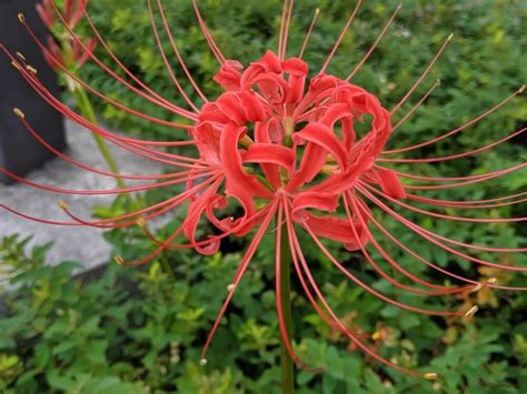 彼岸花開花|彼岸花の咲く時期は？開花や見ごろの時期と人気の名。